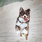 Four legged australian shepherd dog