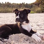 A puppy playing with a ball on one of San Francisco's dog friendly beaches.