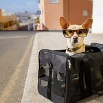 Chihuahua in sunglasses in a black pet carrier at the airport ready to travel