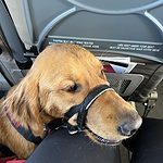 A large dog wearing a harness on a plane.