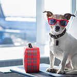 Jack russel terrier in an airport with red sunglasses and a little red suitcase ready to travel