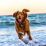 Nova Scotia duck toller running on a beach through the water