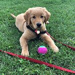 A golden retriever puppy playing in the grass.