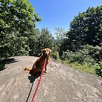 A dog on top of a rock.