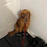 A dog wearing a pair of Muttluks fleece-lined dog boots and a leash.