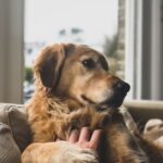 How long do golden retrievers live?