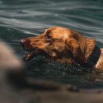 Can golden retrievers swim?