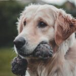 do golden retrievers shed?