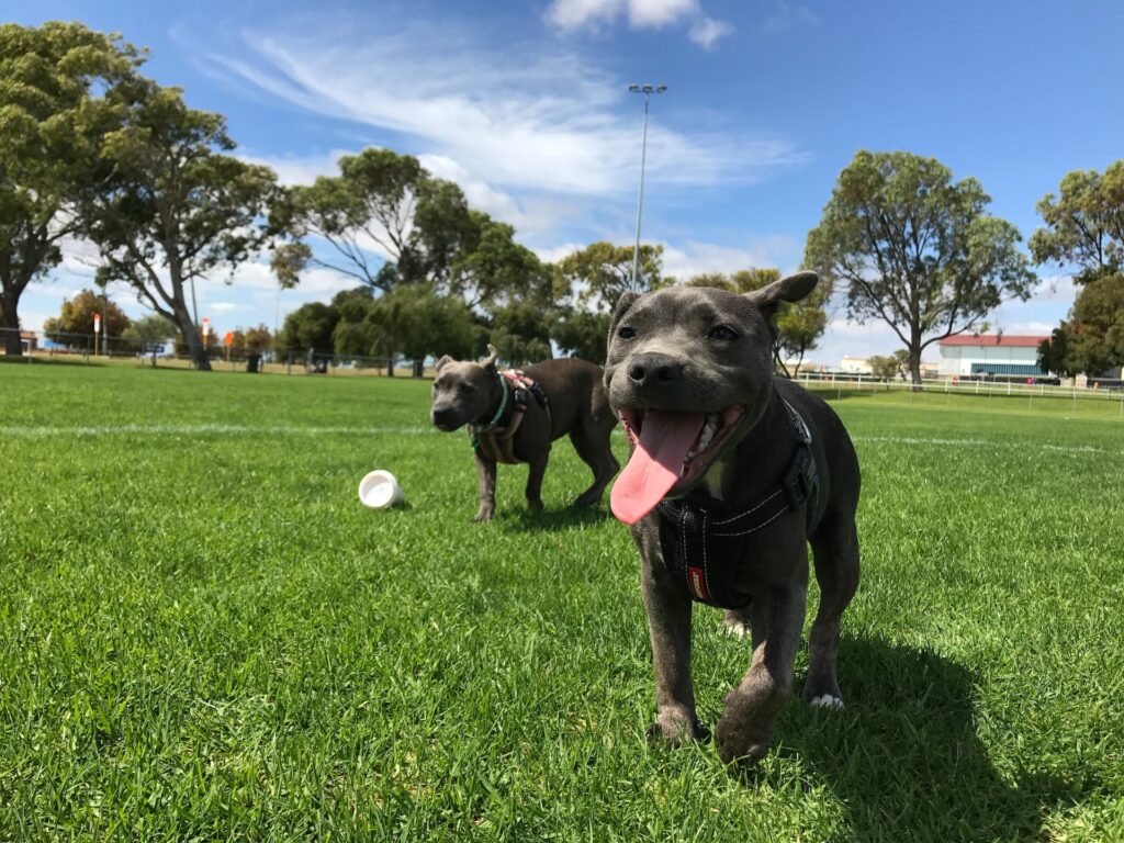 2 Black Short Coated dogs playing with a ball on a grassy field