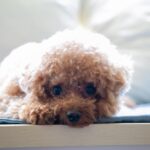dog travel mat