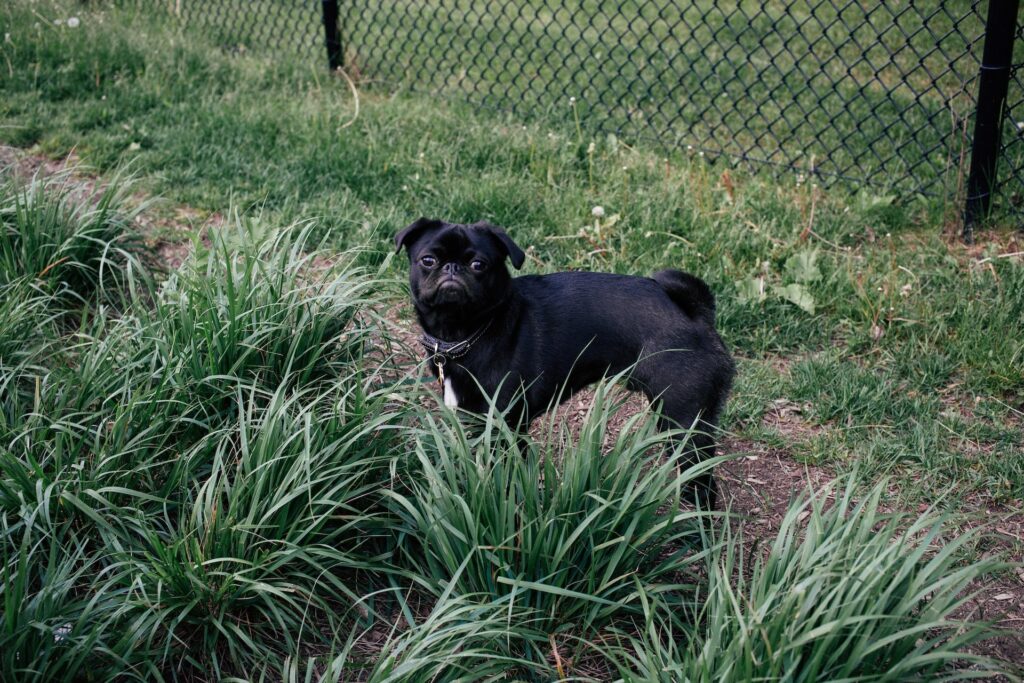 Black Pug breed beside tall grass near a fence