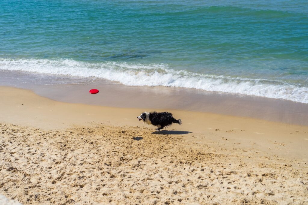 Black and White-furred dog catching a frisbee by the shore.