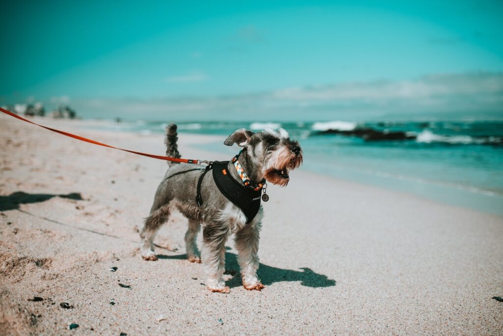Short Coated Puppy with a leash standing by the shore