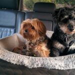 two dogs sitting in a dog bed in the back of a car.