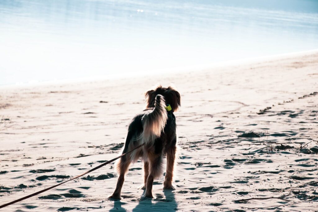 black and tan dog looking towards the beach in san diego