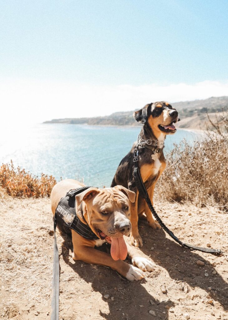 black and white short coated dogs on the sand in bluffs beach san diego