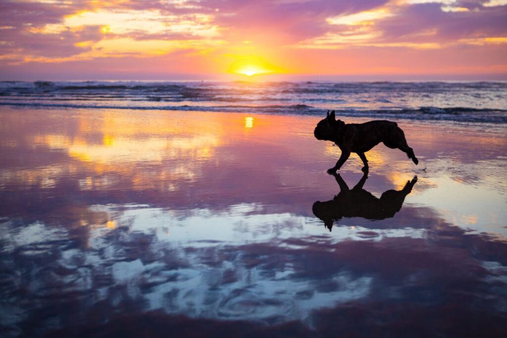 French Bulldog silhouette running on a purple sunset beach in the USA while traveling 