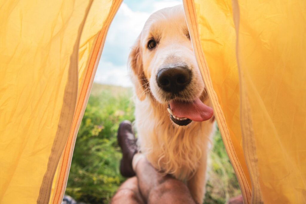 Golden retriever smiling with its tongue out through the opening of a yellow tent while camping with its owners on vacation 