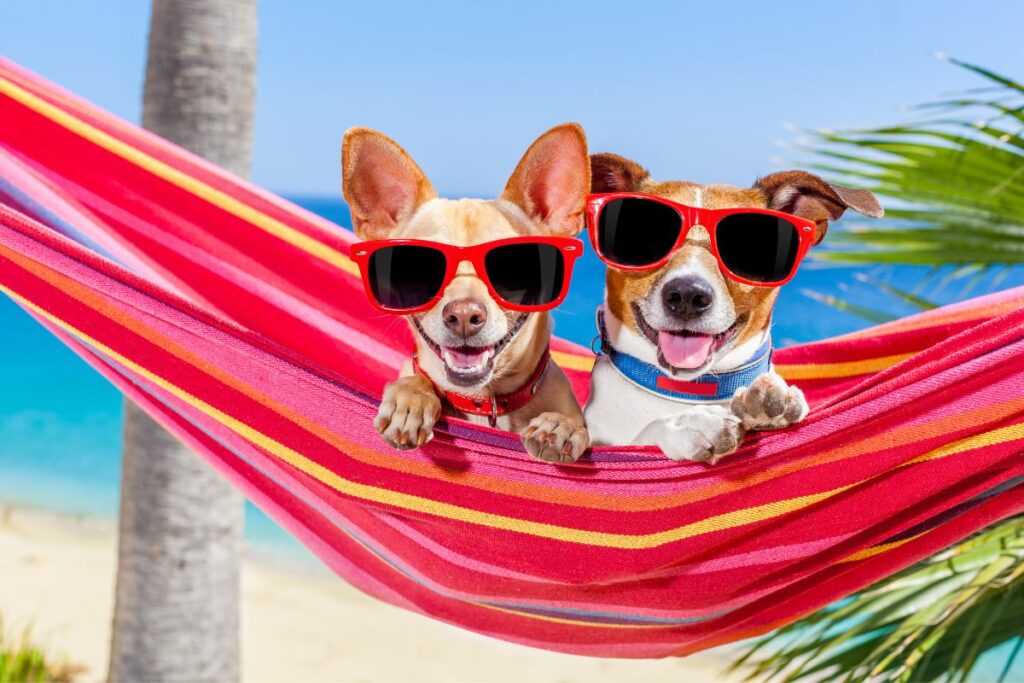 Chihuahua and jack russell terrier in a hammock both wearing red sunglasses while on vacation in Mexico 