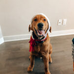 Costumes for golden retrievers
