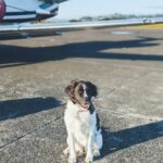 dog on tarmac with an airplane behind him waiting for his flight