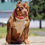 An XL bully dog sitting on a sidewalk.