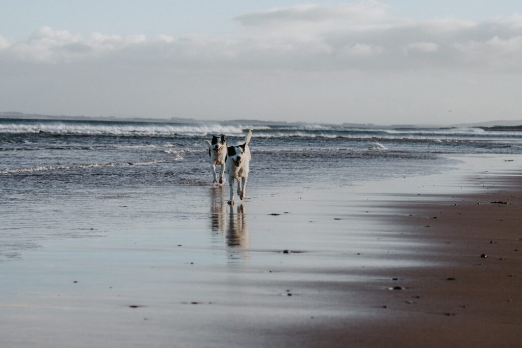2 white dogs with black ears running at dog friendly beach in Rhode Island
