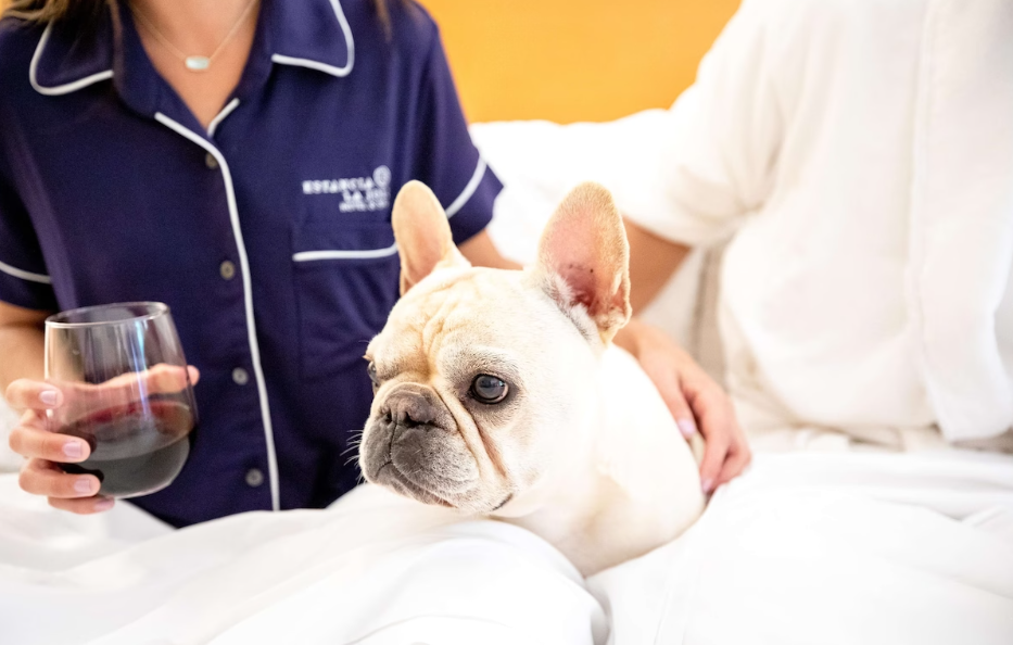 white dog in hotel bed with its owners. a couple sitting on the bed. the woman wearing blue pajama from Estancia La Jolla Hotel & Spa and holding a wine