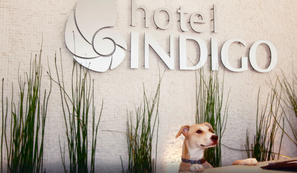 brown and white dog standing behind the reception counter at with a sign saying Hotel Indigo above green plants
