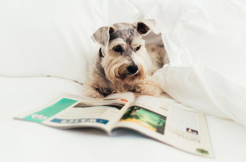 grey and white fluffy dog reading magazine while laying in bed at a bedroom hotel at Loews Coronado Bay Resort