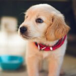 A golden retriever puppy staring at a blue bowl while flying with a puppy on a plane.