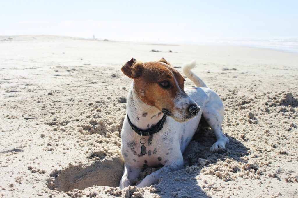 white dog with black spots and brwon head digging on the sand at dog friendly beach in Rhode Island