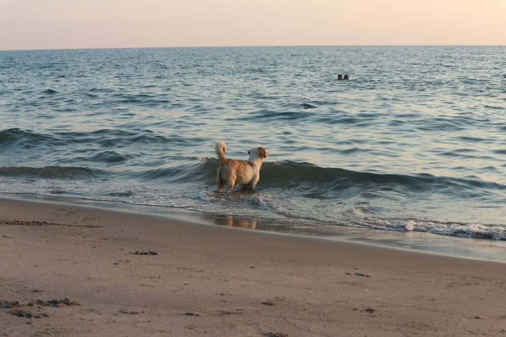 brown and white dog catching the waves at dog friendly beach in Rhode Island
