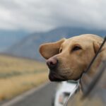 A dog enjoying the view from a car during a cost-effective journey with its owner.