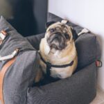 A pug dog sitting in a grey dog bed while traveling with pets within Canada.
