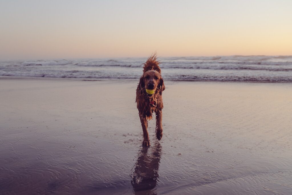 wet dark brown dog with ball in his mouth running at dog friendly beach in Rhode Island