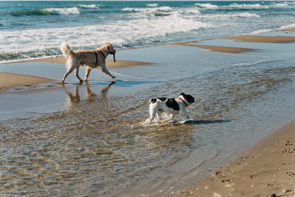 1 large brown dog with red sling and a small black and white dog with red collar walking at the water at Sycamore Cove Beach a dog friendly beach in malibu