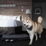 17 Best Banff Dog Friendly Hotels and Resorts (2024 Guide)