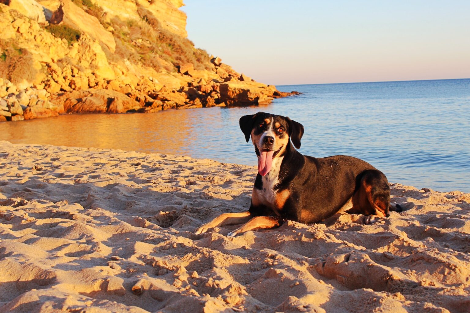 18 Best San Francisco Dog Friendly Beaches (2024)