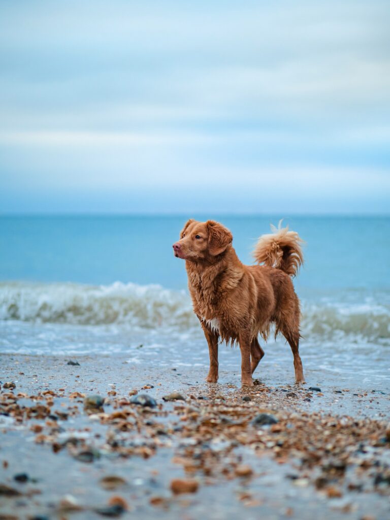 large brown dog standing on the sand at Thornhill Broome Beacha dog friendly beach in malibu while the waves come
