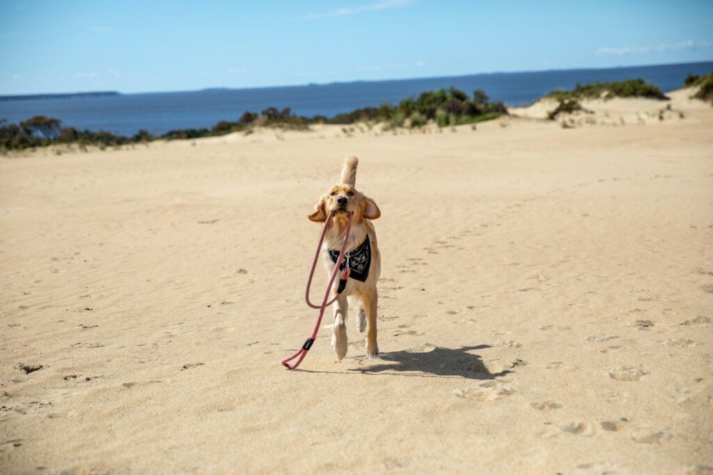 brown dog with a black bandana on its neck running with his red leash on his mouth at the sand at Point Mugu Beach a dog friendly beach in malibu