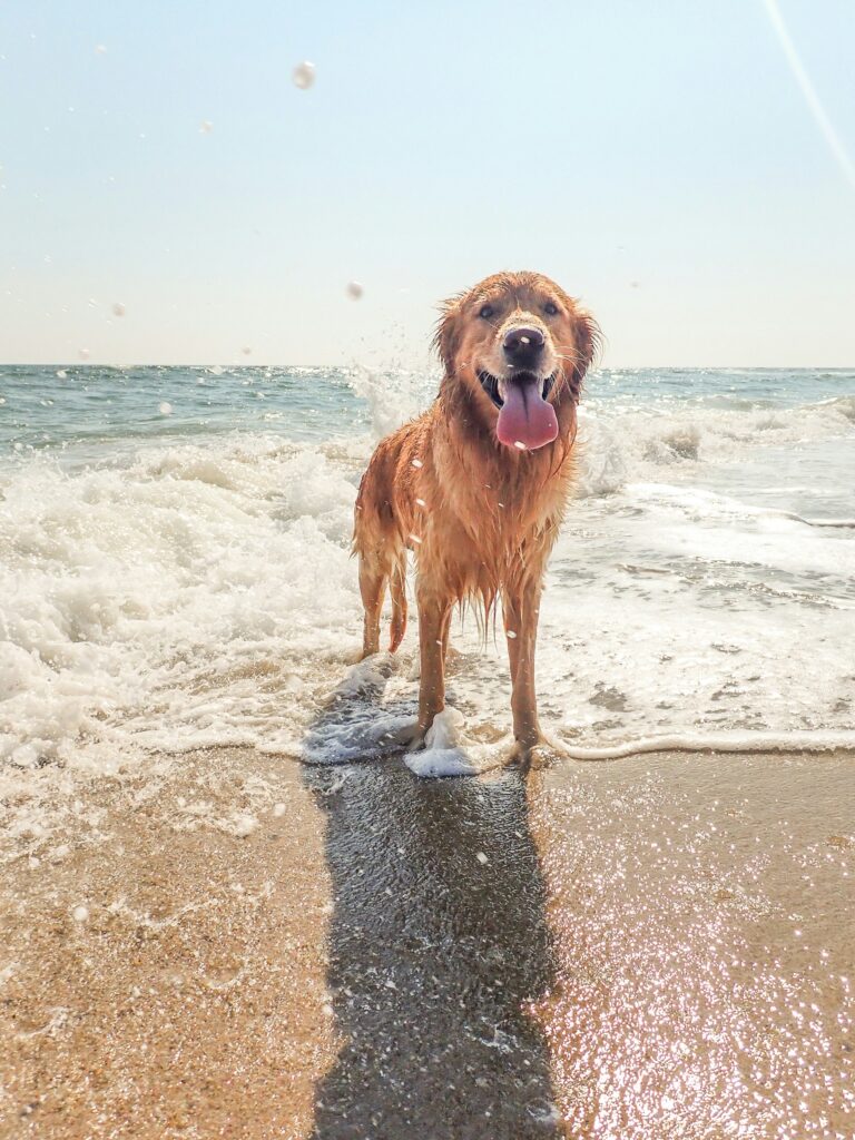 brown dog with his tongue out is hit by the waves at Rosie’s Dog Beach a dog friendly beach in malibu