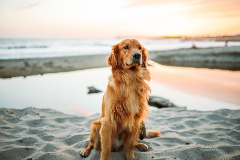 golden retriever sitting on the sand at the North Beach a dog friendly beach in malibu during sunset