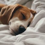 Can I Leave My Pet Alone In A Hotel Room? (2024)