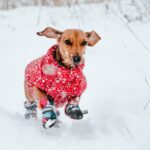 brown dog running on the snow while wearing a red coat and dog boots during winter