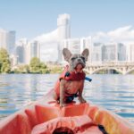 Do Pets Need Insurance To Fly? 2024 Guide
